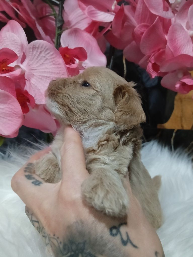 Maltipoo chlopak