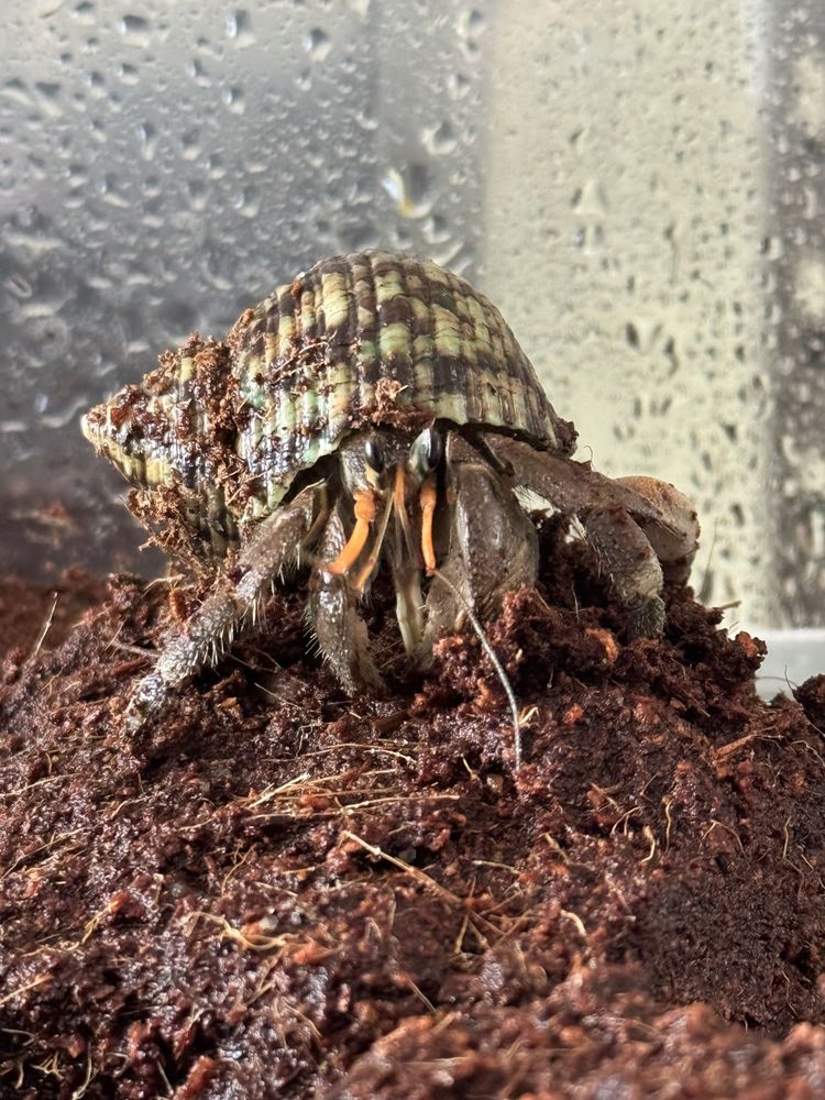 Krab  pustelnik