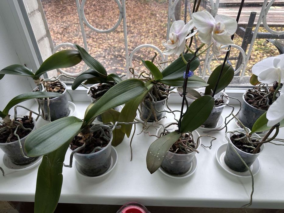 Продам орхідеї