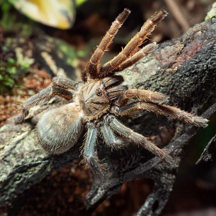 Ptaszniki nadwyżka hodowlana