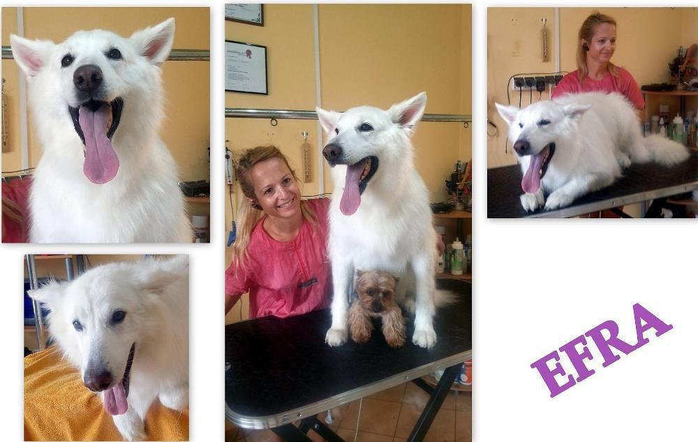 Psi Koci Króliczy fryzjer (groomer) w Białymstoku od 2006 roku