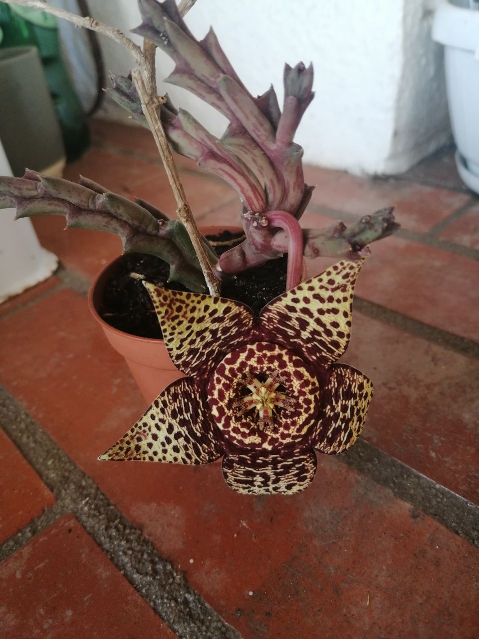 Suculenta em flor.