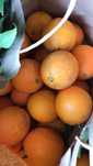 Vendo Laranja de Setúbal de origem biológica