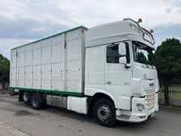 DAF XF 106.510 Do żywca zwierząt  Daf XF106.510 Do żywca zwierząt bydła Menke