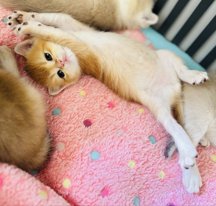 Золота шиншила! Британська!