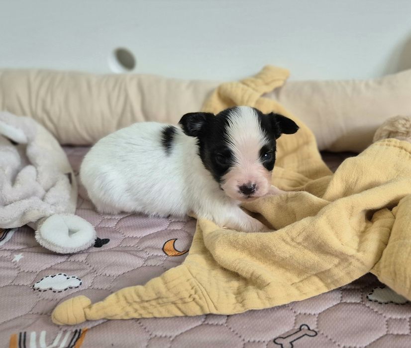 PAPILLON szczeniak ZKwP/FCI spaniel kontynentalny miniaturowy