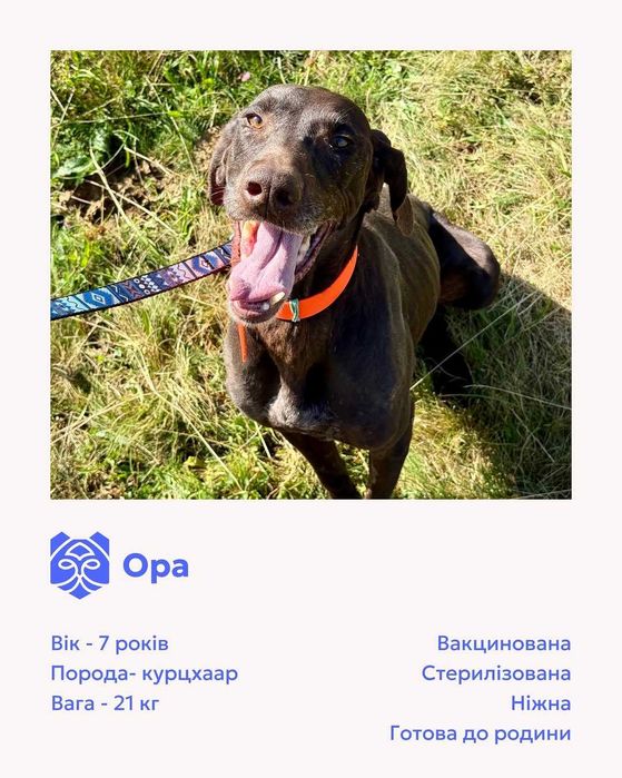 Ора, курцхаар, шукає дім