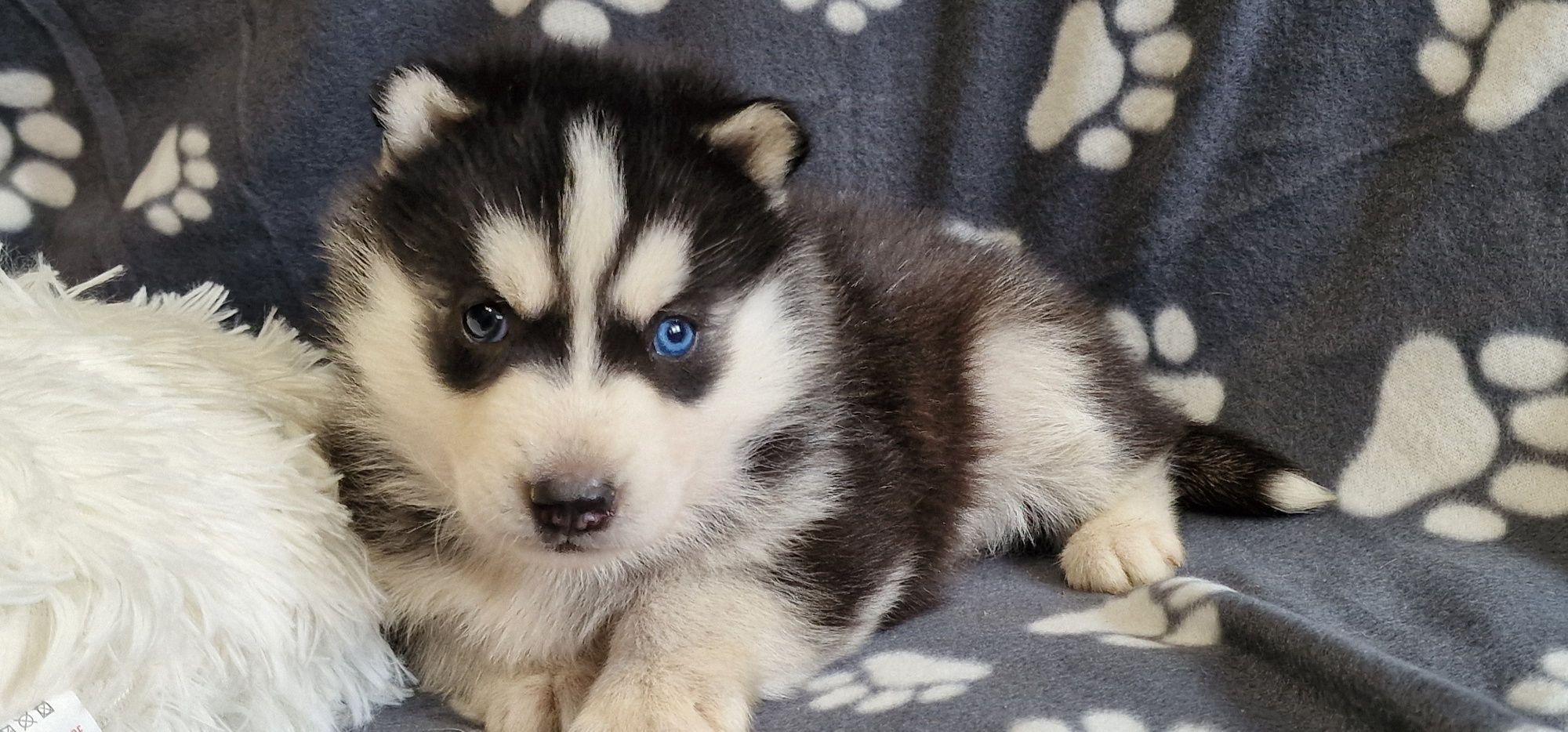 Siberian Husky- cudowny BASKAR zapraszam do rezerwacji!