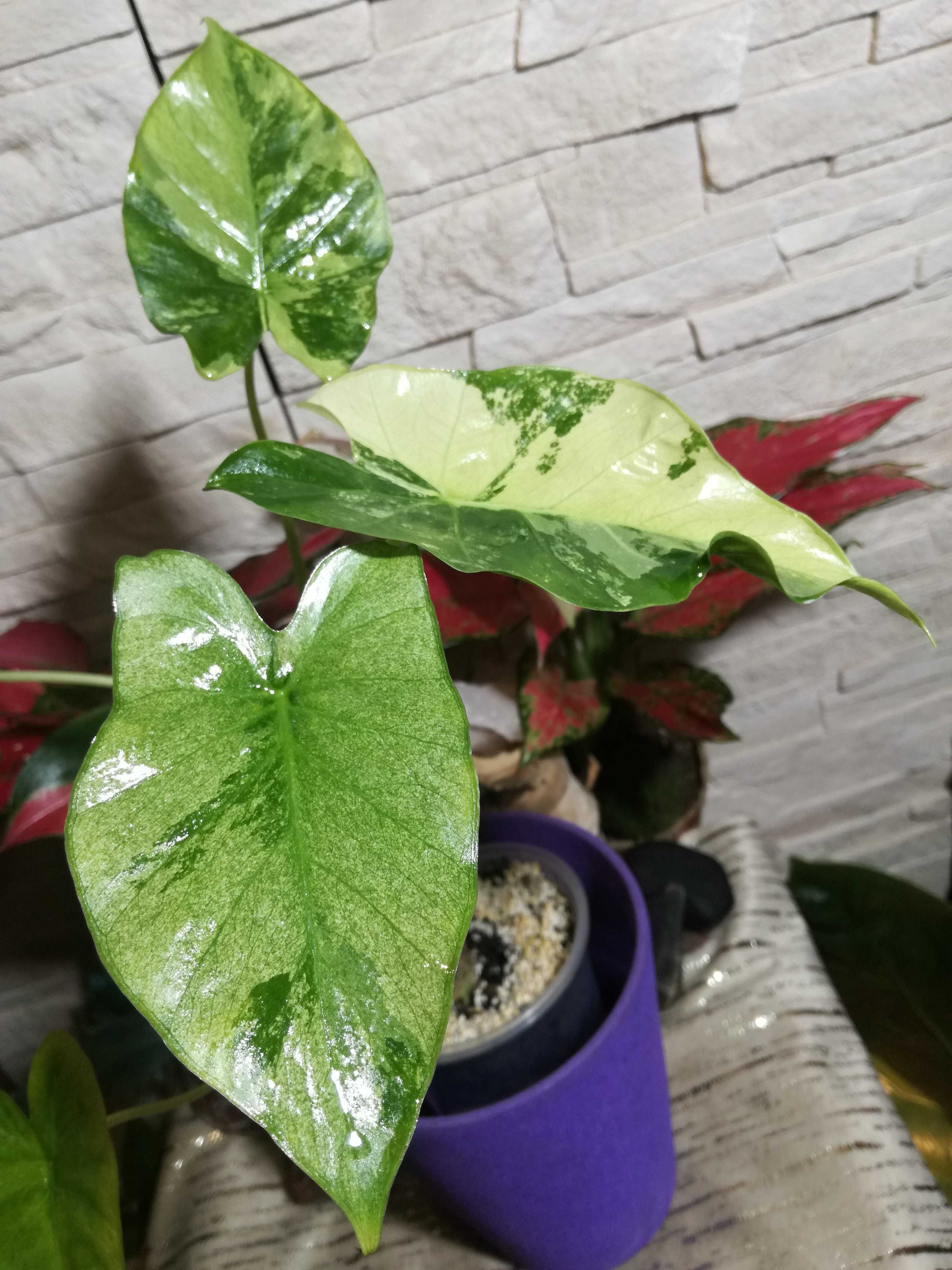 INTERNATIONAL Alokazja Gageana Mint Variegata Alocasia philodendron