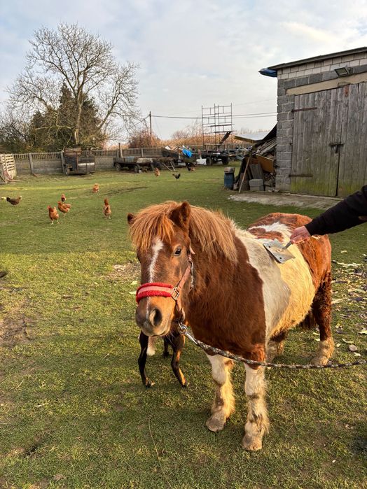 Sprzedam źrebnego kucyka