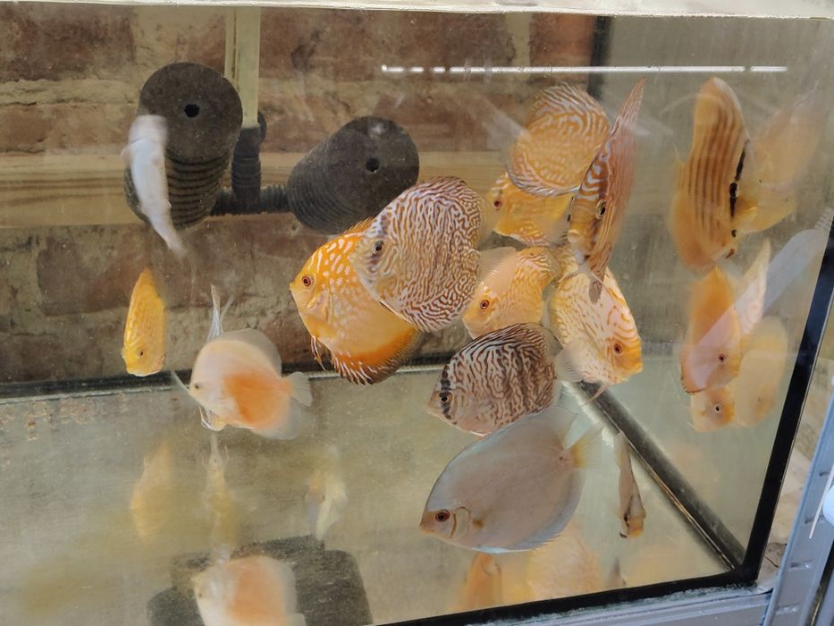 MISIEKZOO Dyskowce - Paletki /Rozmiar 6-6,5 cm tylko 45 zł