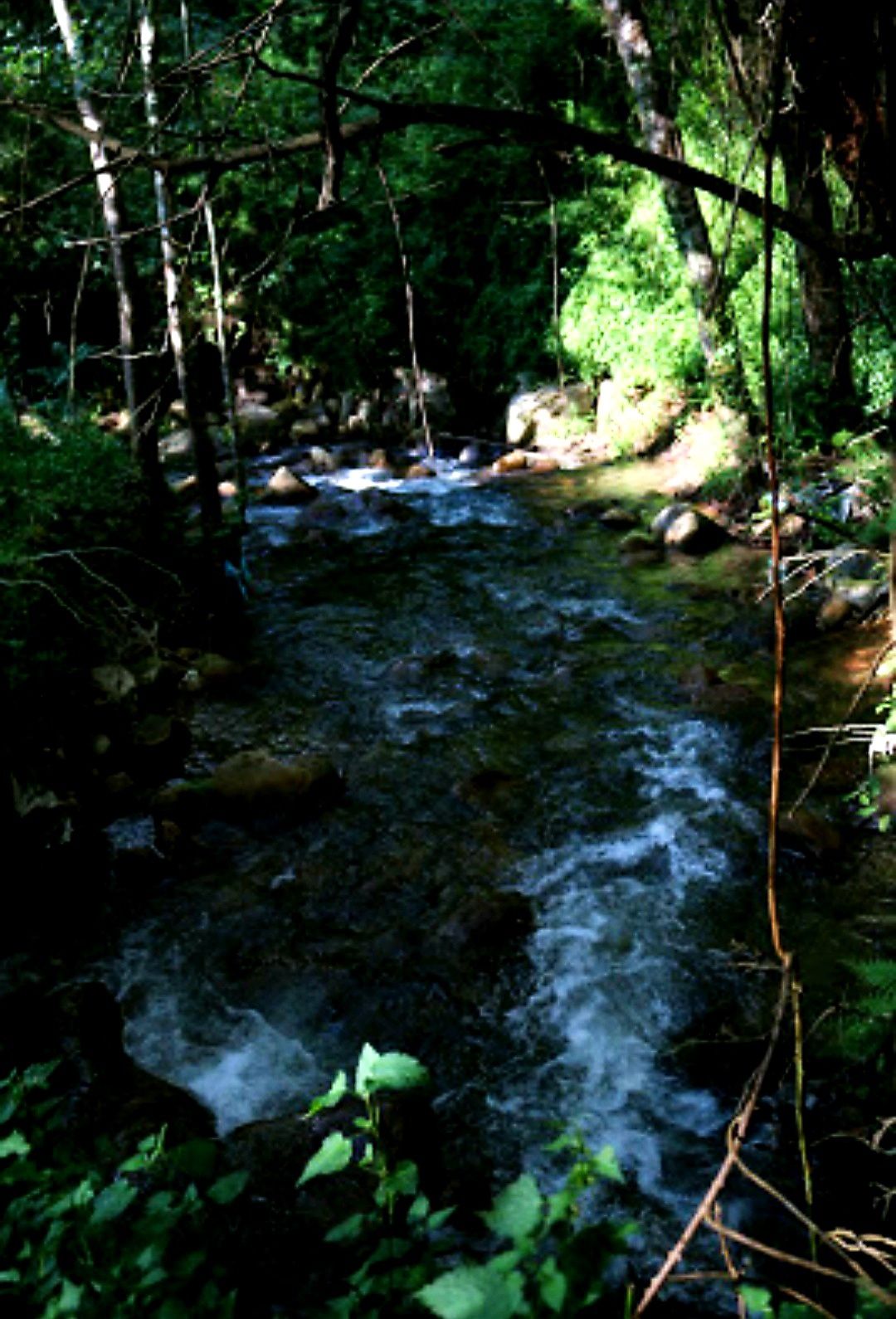 Quinta com Ribeiro - Para venda