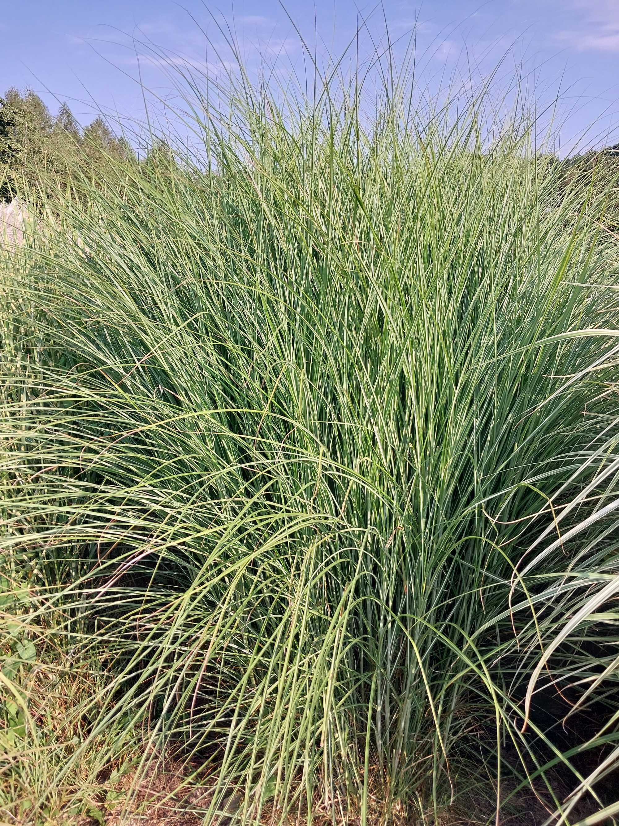 Miskant chiński GRACILUMUS doniczka 1,5l - ZESTAW 4 SZTUK