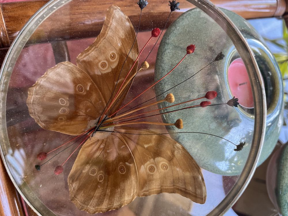 Oculo de vidro temprado com borboleta aro em estanho