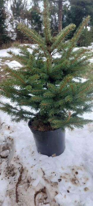 Choinki świerk srebrny w doniczkach hurt/deta