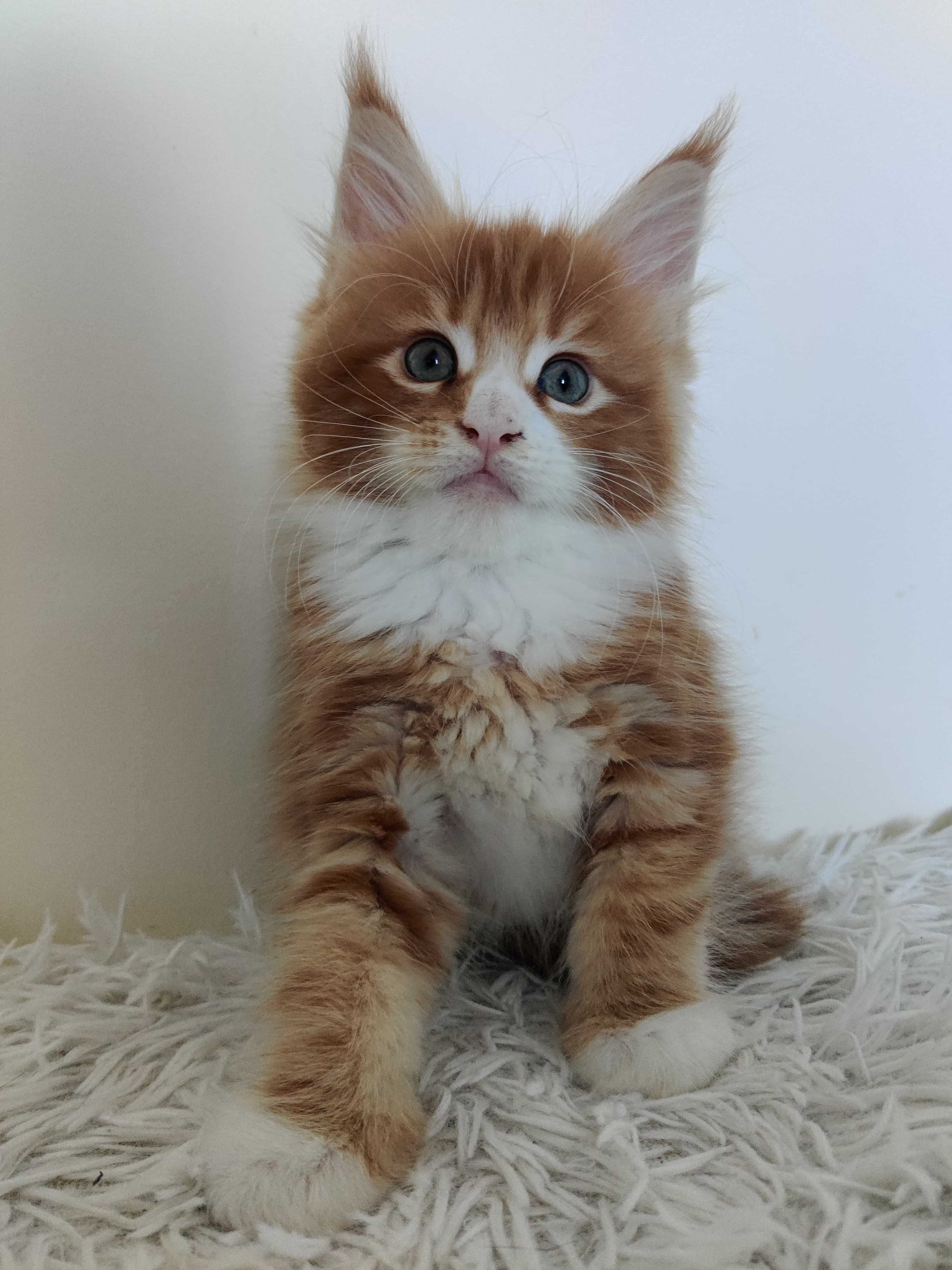 Maine Coon/ Rudy kocurek / FPL