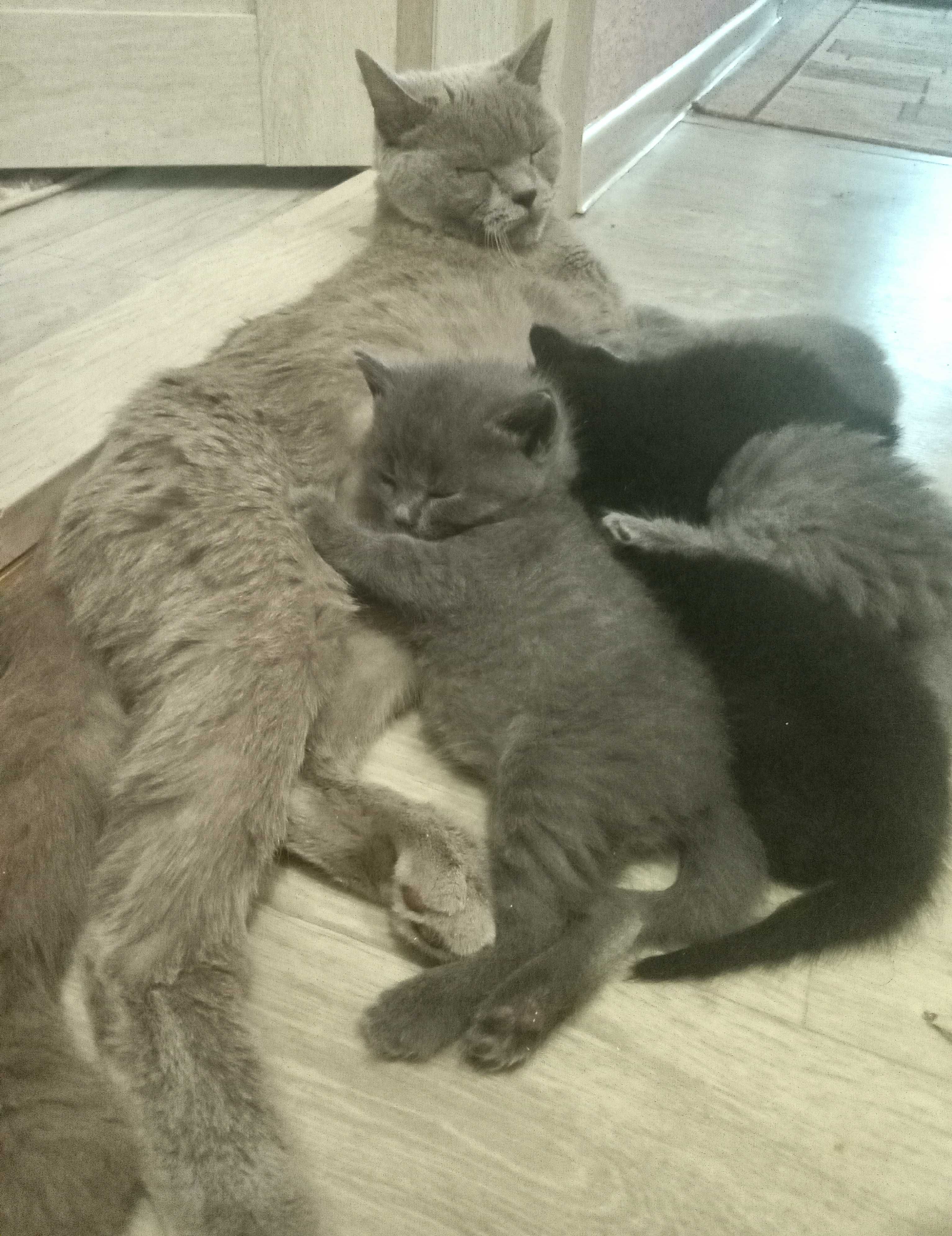 Кошенята в добрі руки