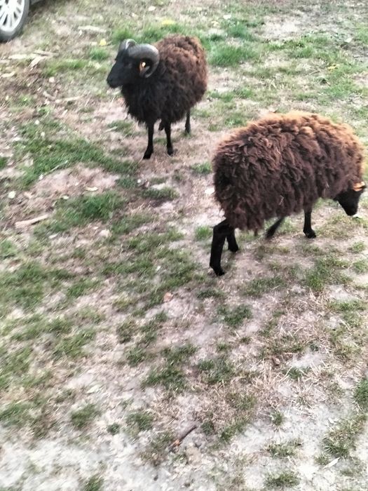 Zamiana na inne owcę