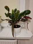 Kroton Codiaeum variegatum 'Mammi'