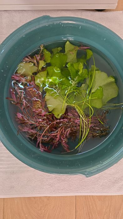 Lotos Zielony sadzonki