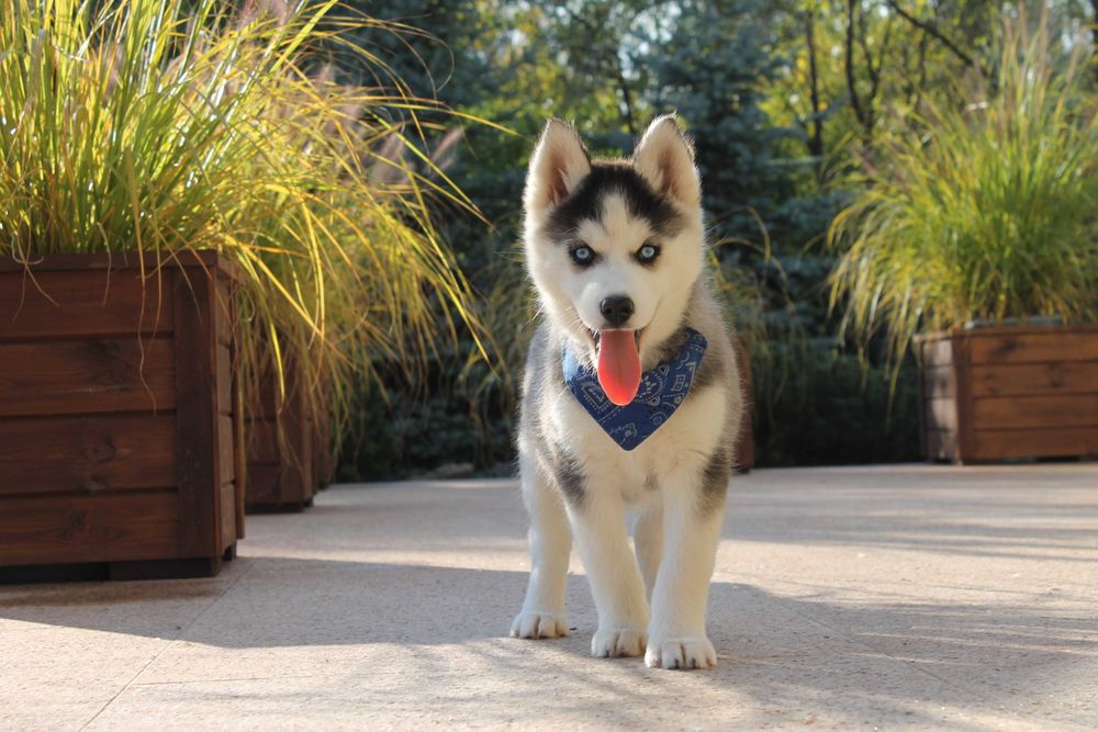 Siberian Husky-śliczna niebieskooka suczka
