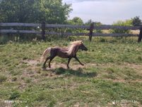 Kucyk Mianturka 60cm