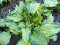 Hosta funkia Albopicta