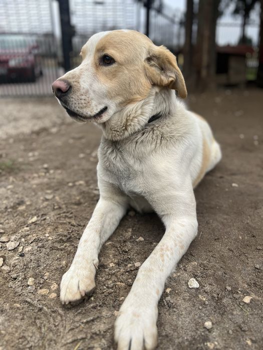 Oddam za darmo pieska