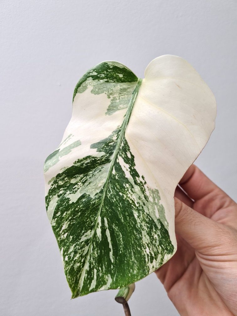 Monstera deliciosa variegata