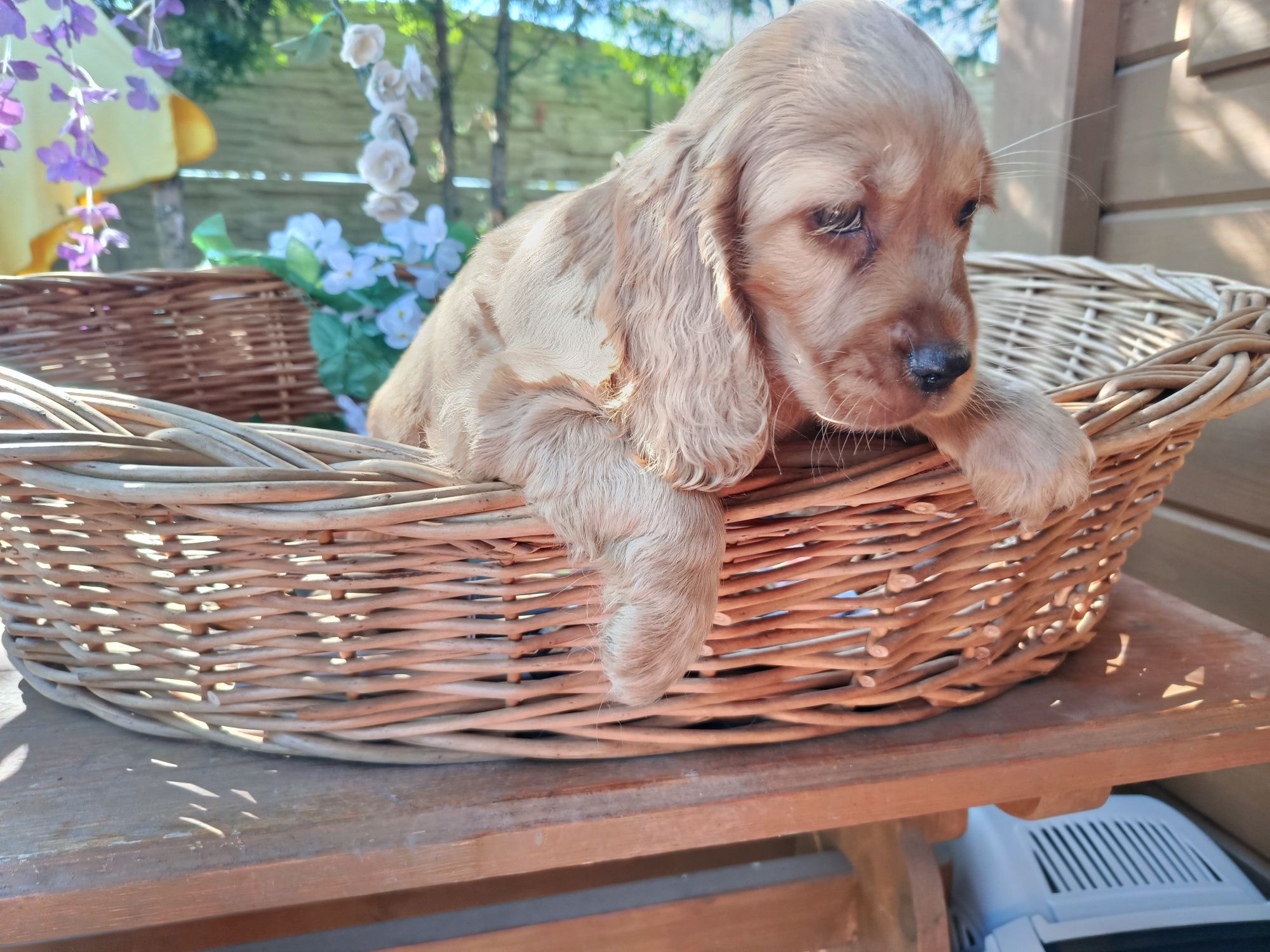 Cocker spaniel angielski Piesek Rodowód