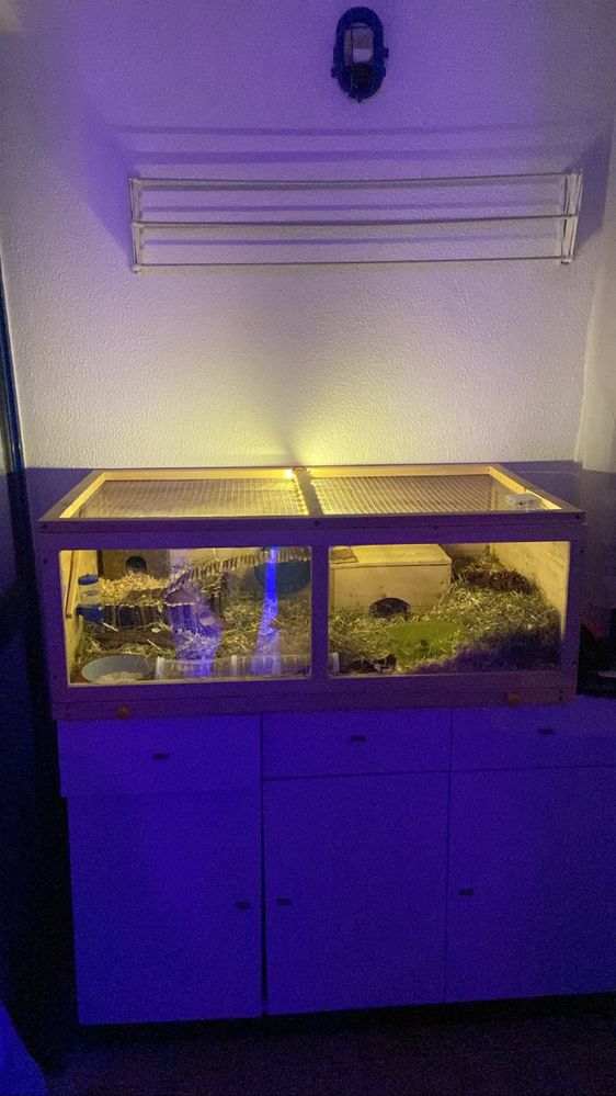 Terrario (gaiola / leve)  hamster/ roedores
