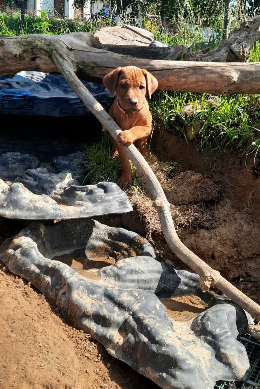 Siła - Bezpieczeństwo - Duma - Rhodesian Ridgeback -Szczeniak ZKwP