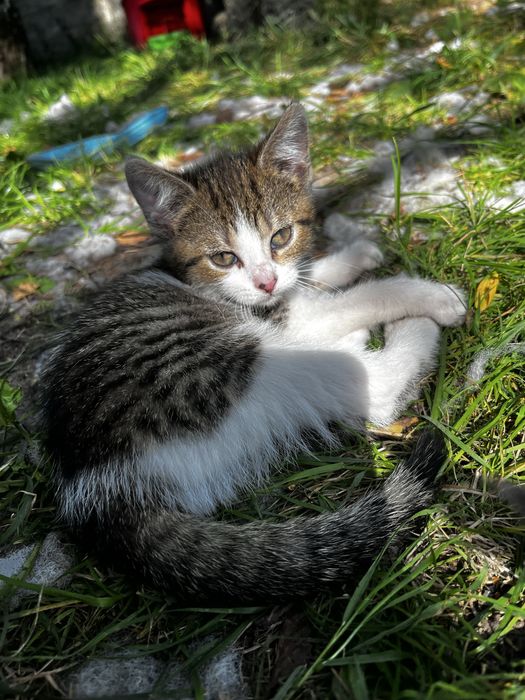 Porzucone!! Trzy milusińskie kotki szukają kochajacego domu