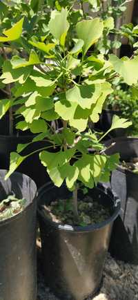 Gingko biloba, planta