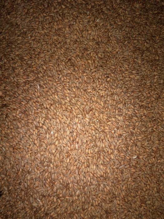 Pszenżyto ozime zbiór 2025