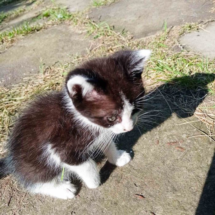 Котята в хорошие руки