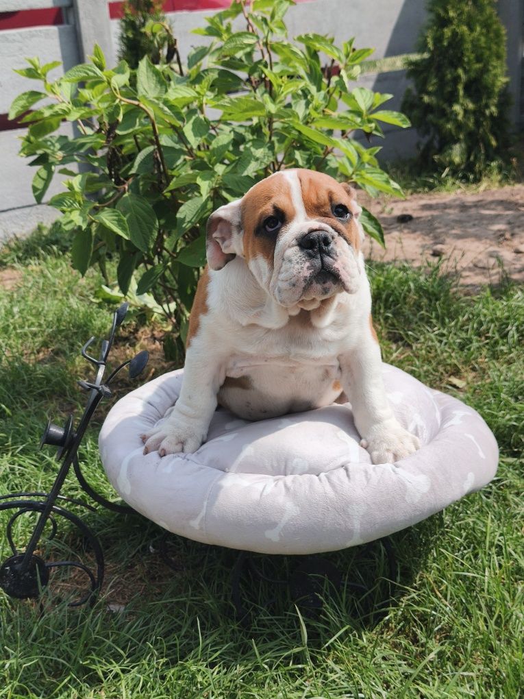 Buldog Angielski ZKwP FCI
