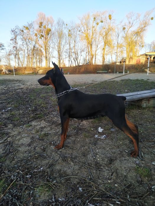 В'язка добермана.