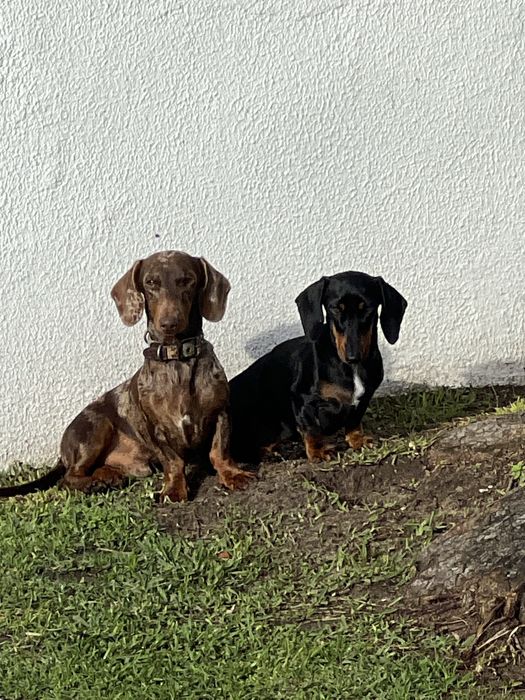 Teckel Kaninchen