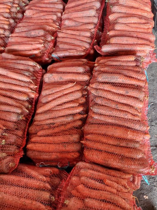 Морква,  цибуля, буряк, картопля