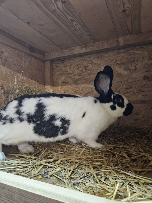 Króliki Srokacze niemieckie