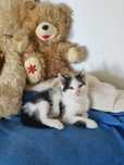 Maly 8tygodniowy kocurek czarno-bialy