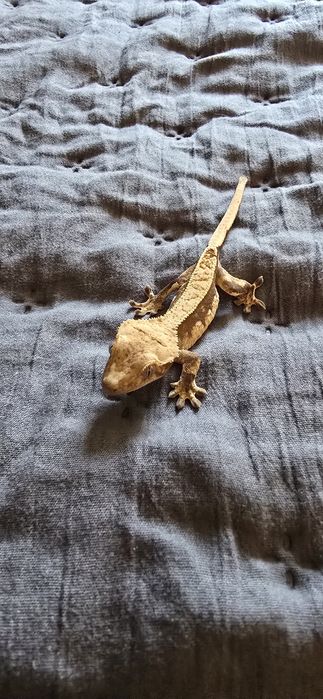 Gekon orzęsiony n/s