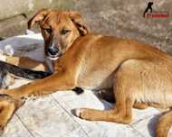 ANDIE - Cãozinho muito jovem para adoção!