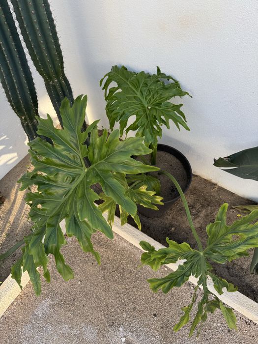 Planta Philodendro sellum