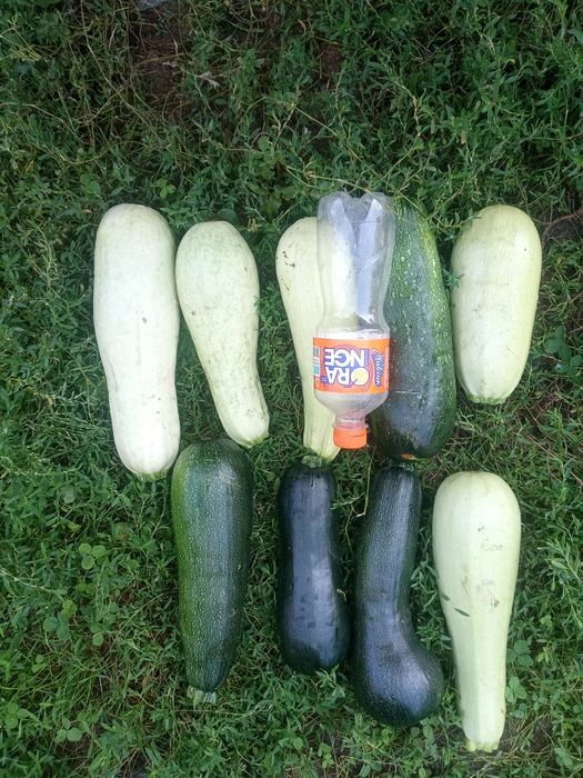Продам домашнюю картошку