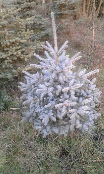 Choinki Jodła świerk sosna z własnej plantacji -dowóz.