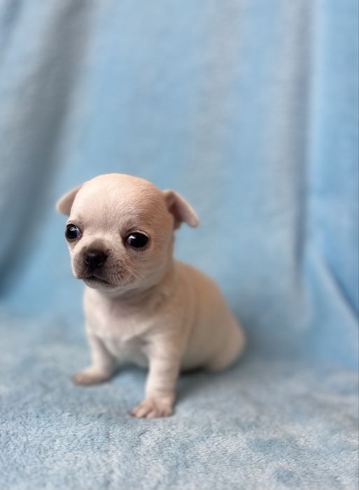 Chihuahua Macho Pelo Curto