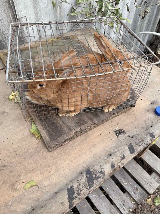 Кролики бургундцы .380679662708