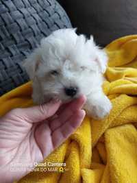 Bichon Maltês. Mini. Perfeição!